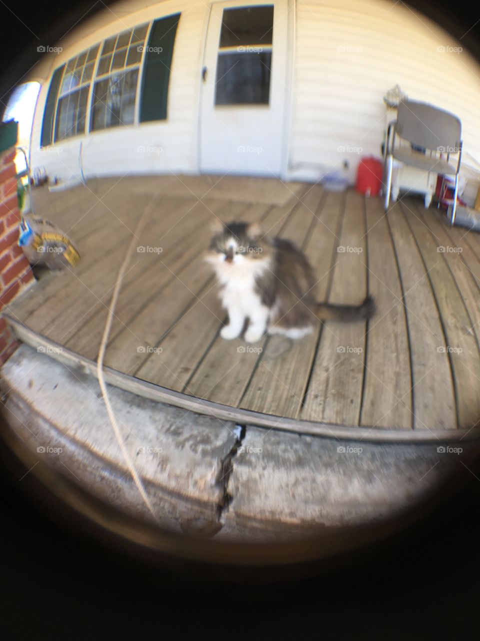 Trying out my new phone lens on my cat pretty girl. Still working the kinks out.