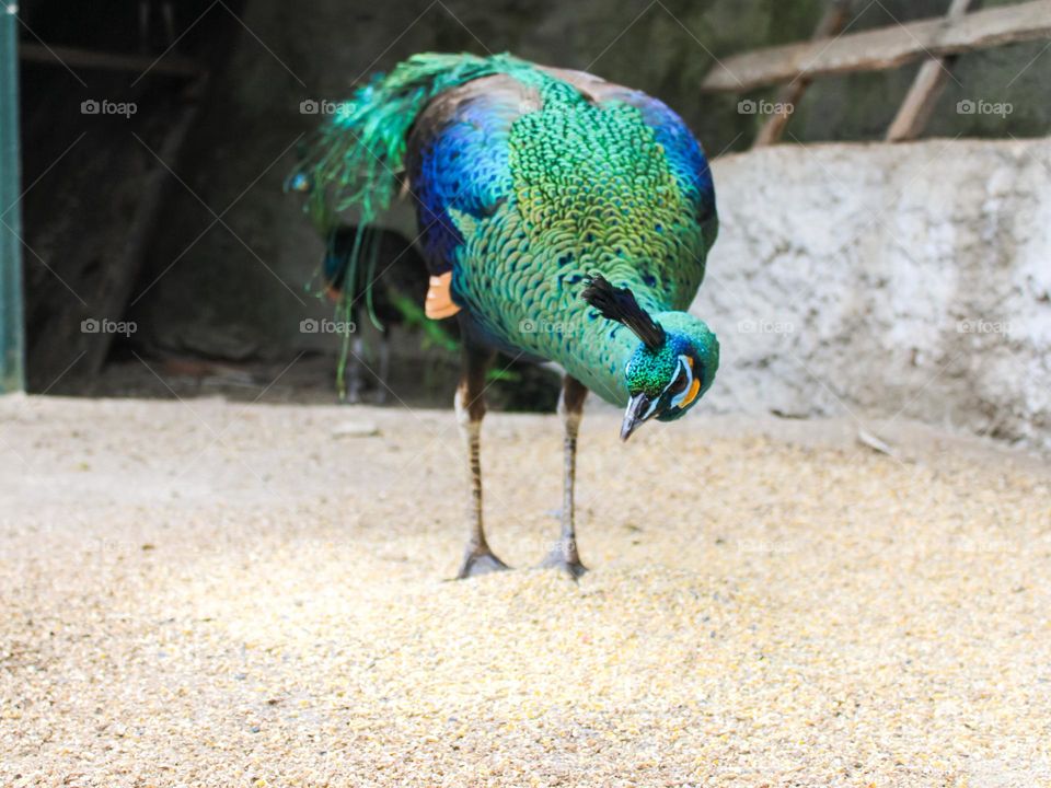 Peacock eating, aware of his surroundings, Portugal 2022