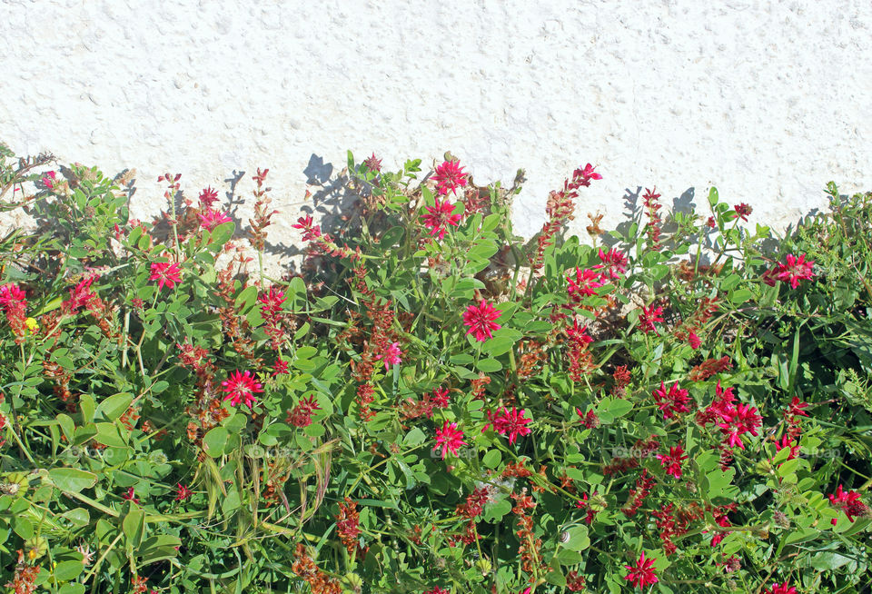 red wild flowers in front of a bright wall