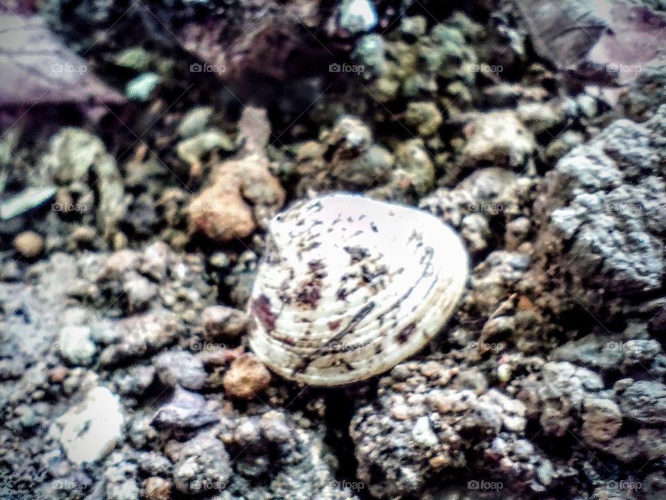 cockle shells on the ground