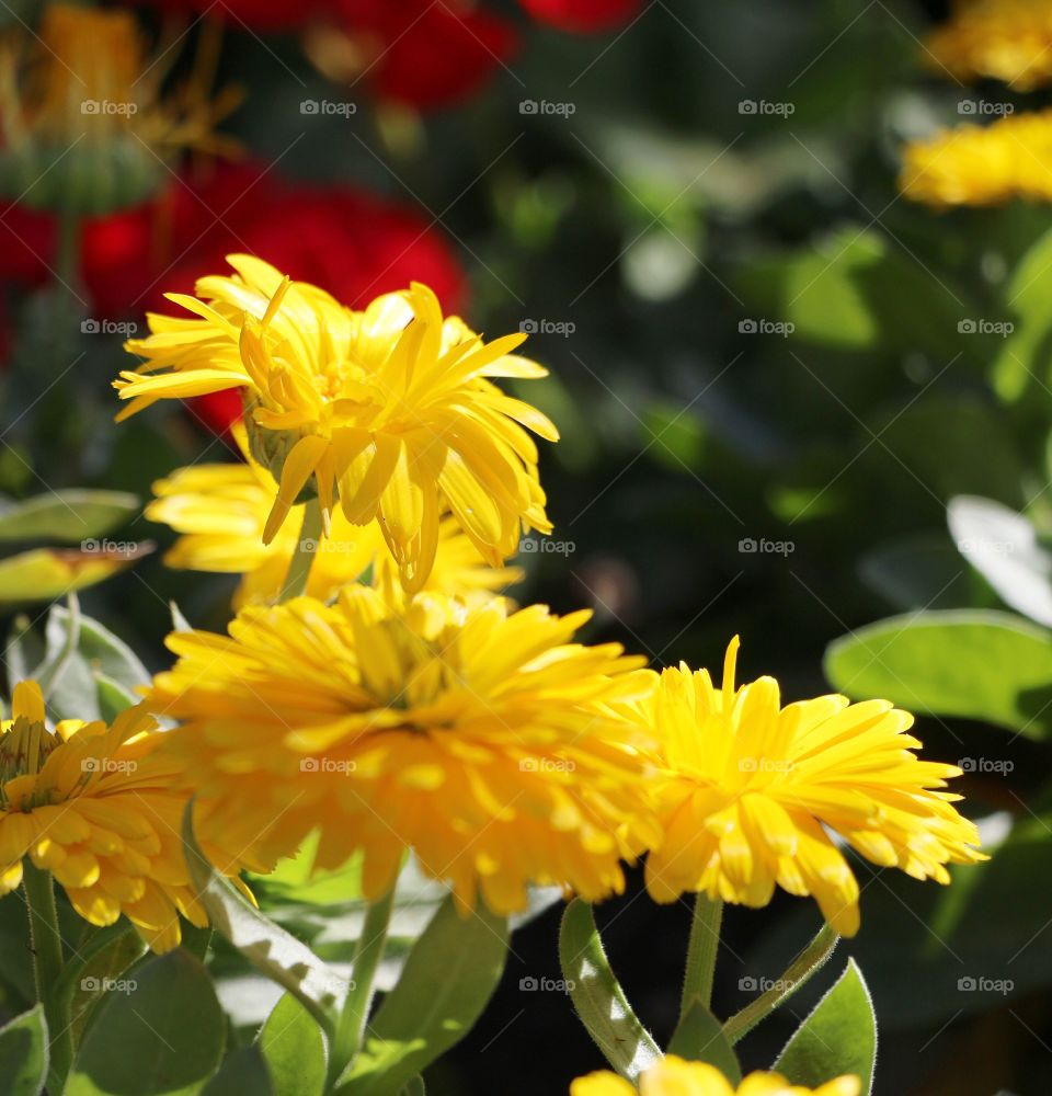 Yellow flowers