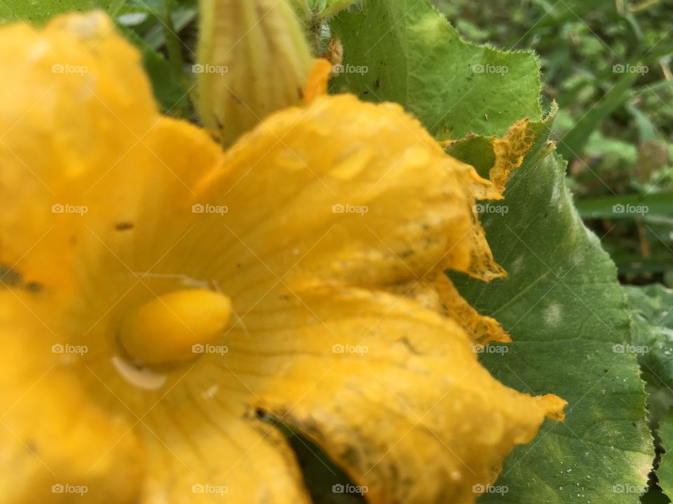 Yellow pumpkin blossoms collecting rain water