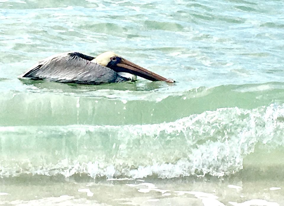 Pelican at leisure