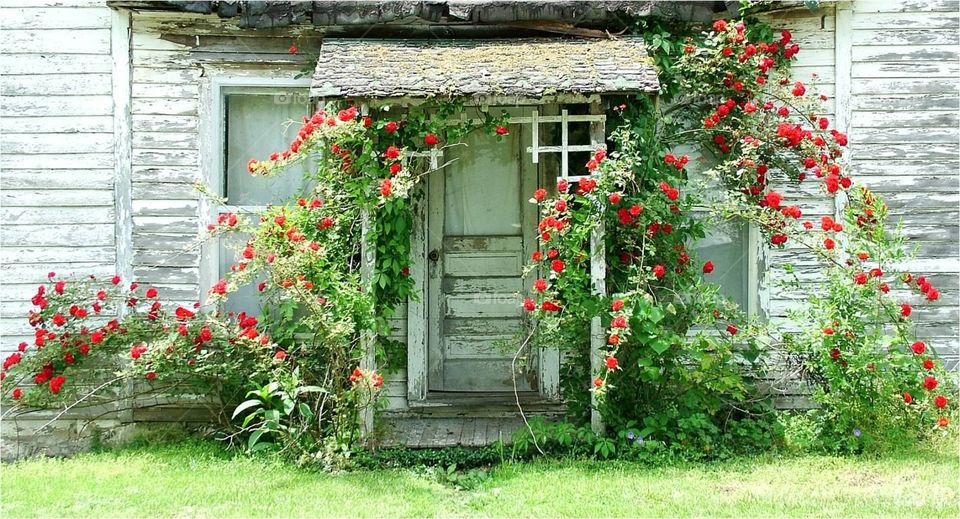 Door decor . Old house with rose bush