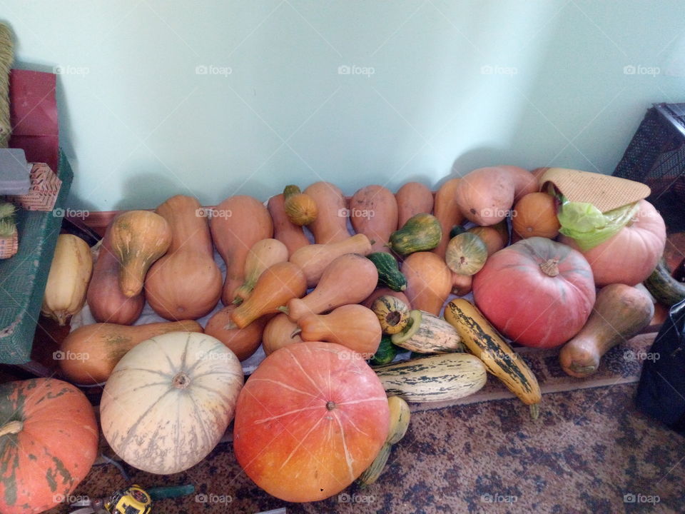 harvest pumkins