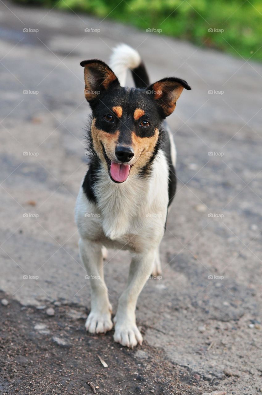 smiling cute dog