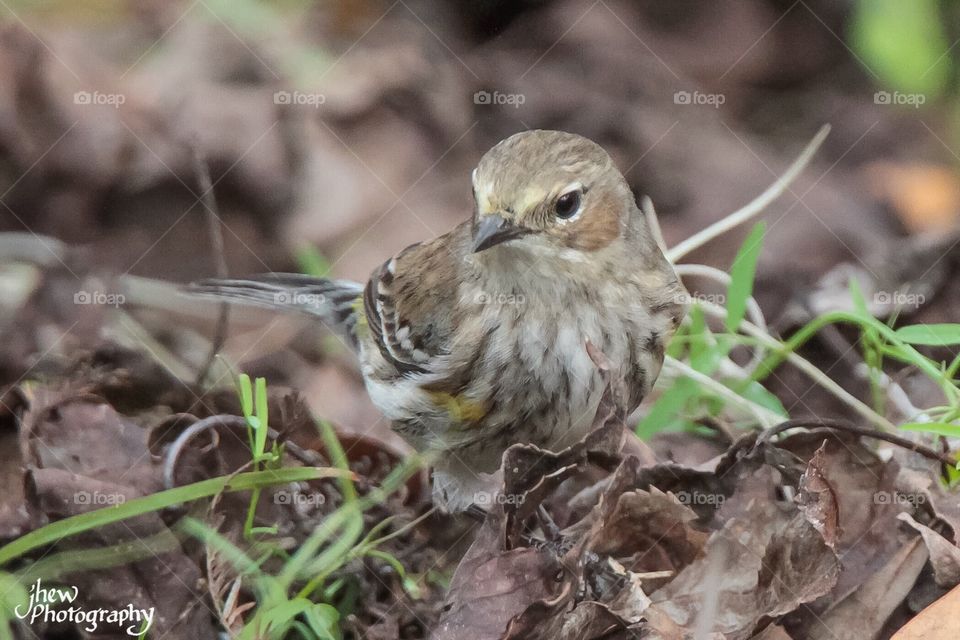 Yellow-rumped warbler