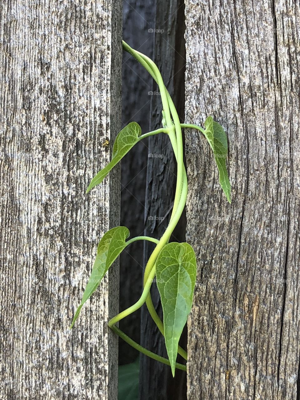 Plant vine showing through the fence