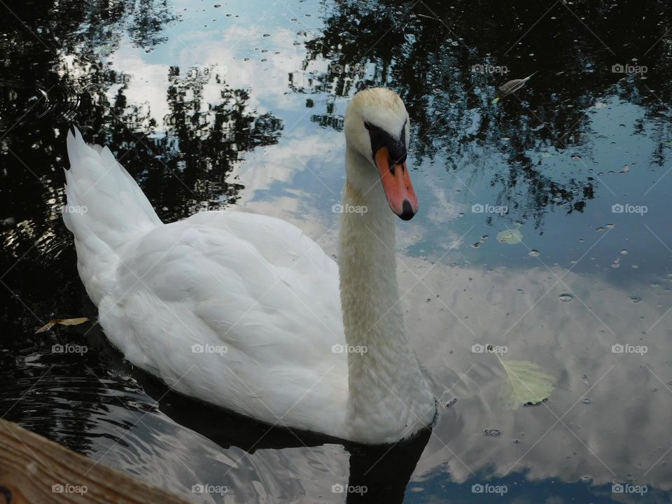 Swan 