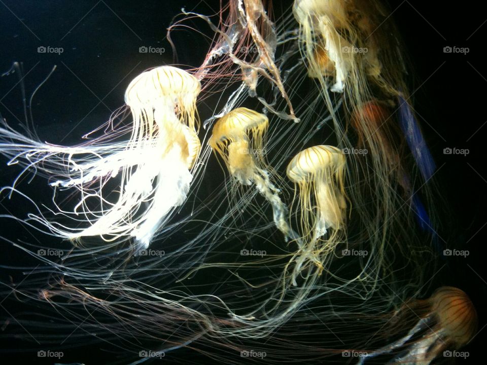 Jellyfish Jellyfish and Jellyfish.