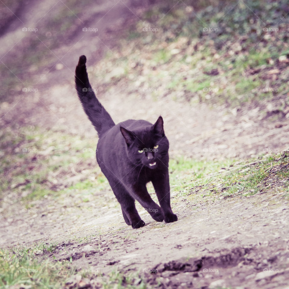 Mammal, Animal, Cat, Nature, Outdoors