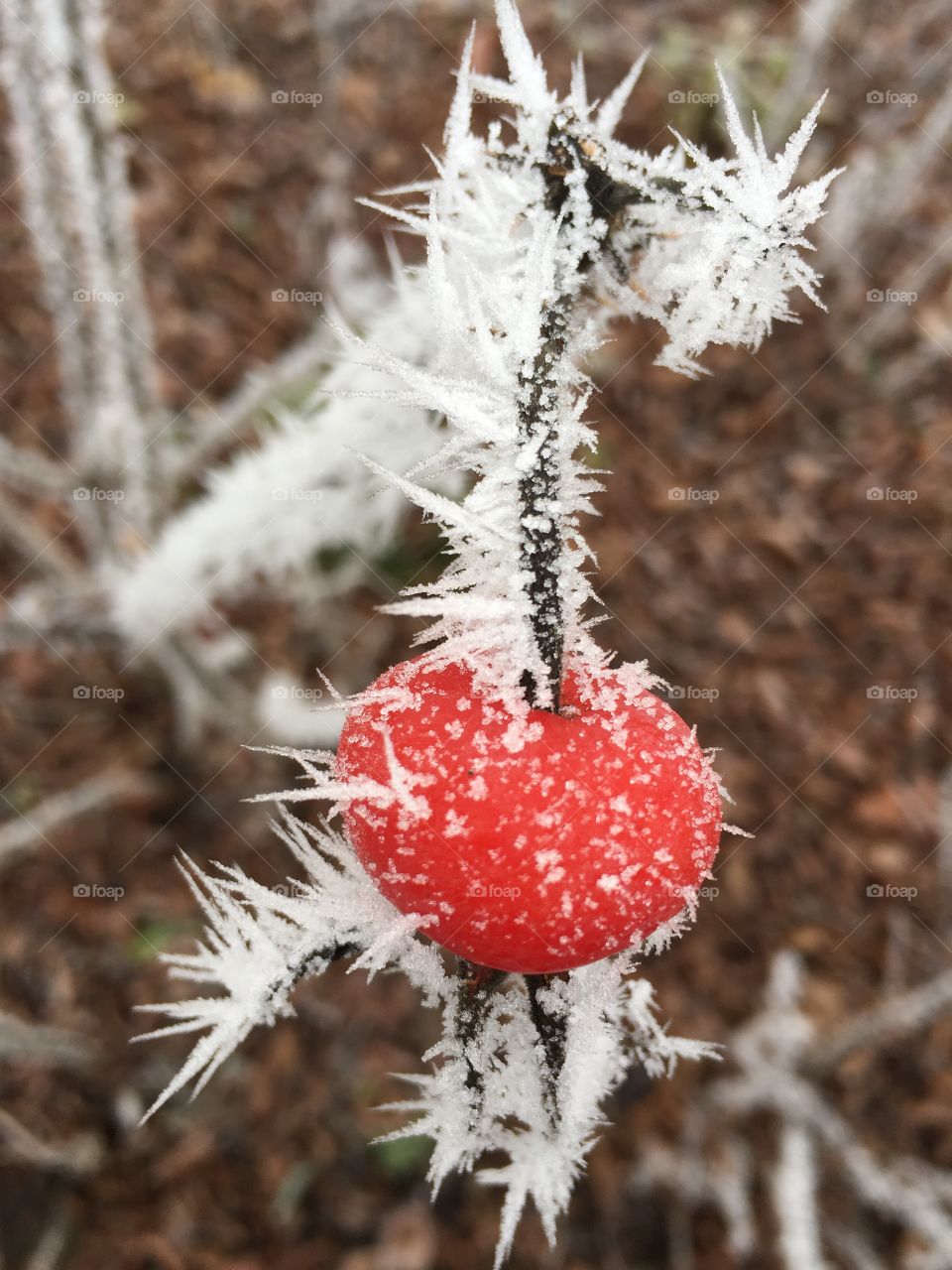 Beauty in nature on a freezing cold day 