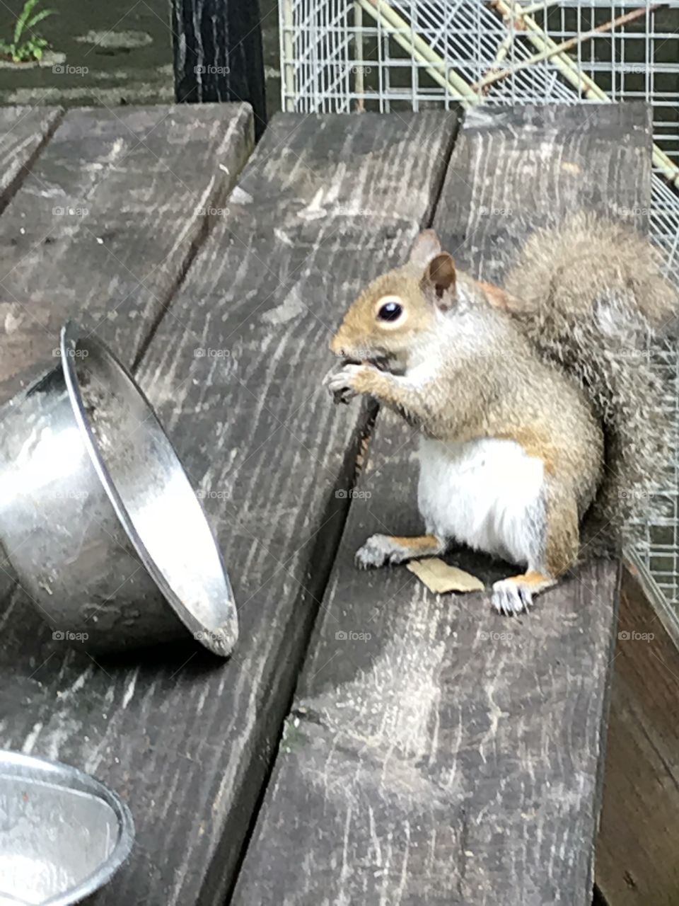 Happy squirrel eating cat food.
