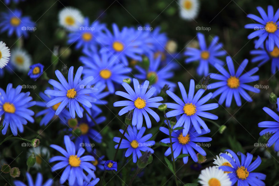 flower blue blossom by taniakarabaev