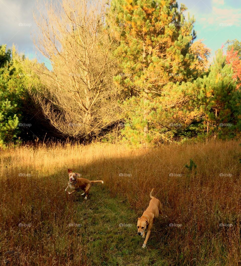 Golden hour dogs