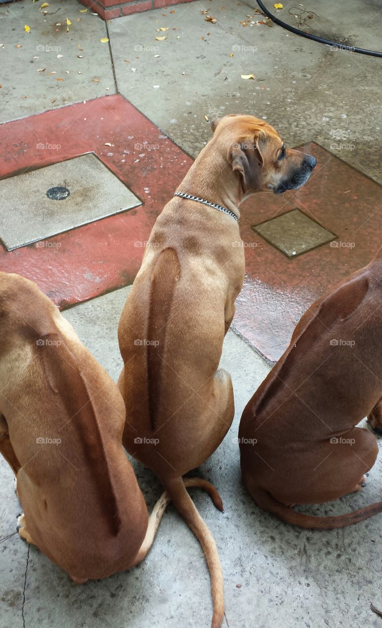 3 Rhodesian Ridgebacks
