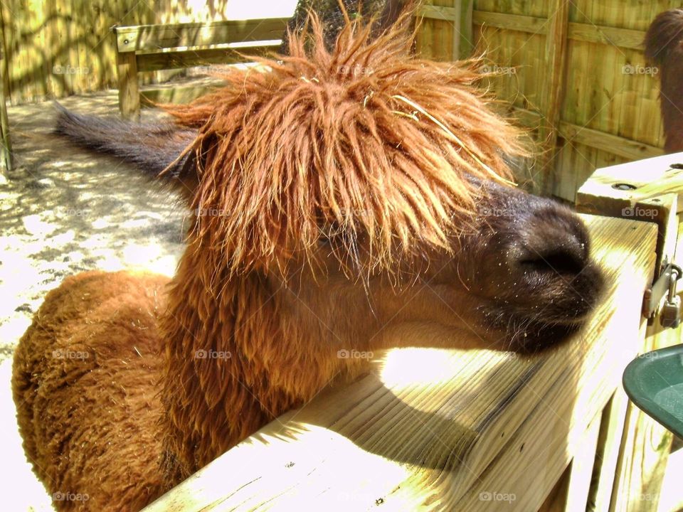 Alpaca at the petting zoo.