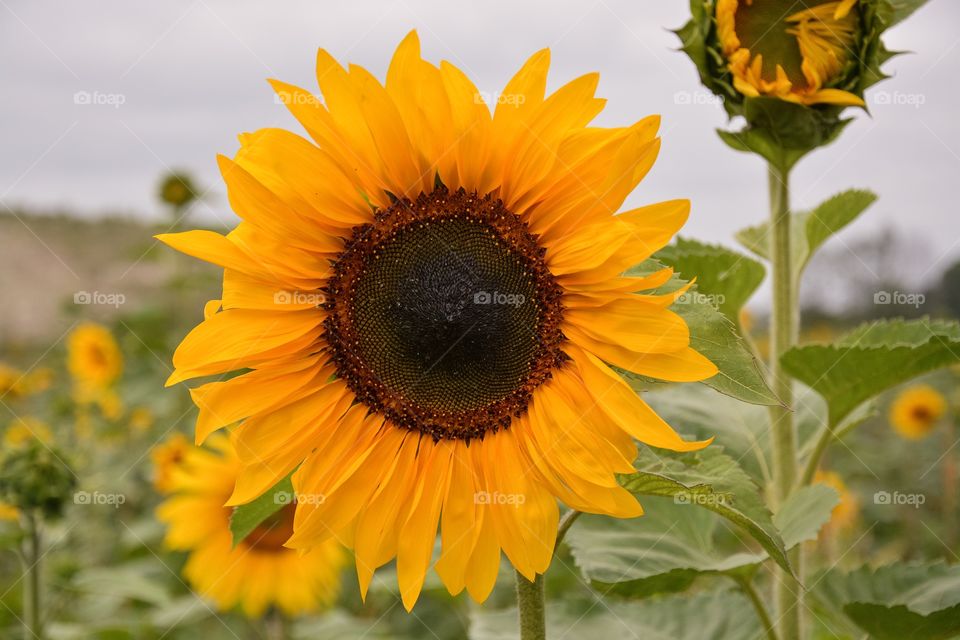 Nature, Flower, Flora, Summer, Sunflower