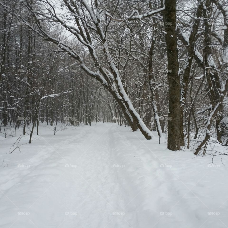 forest winter Québec