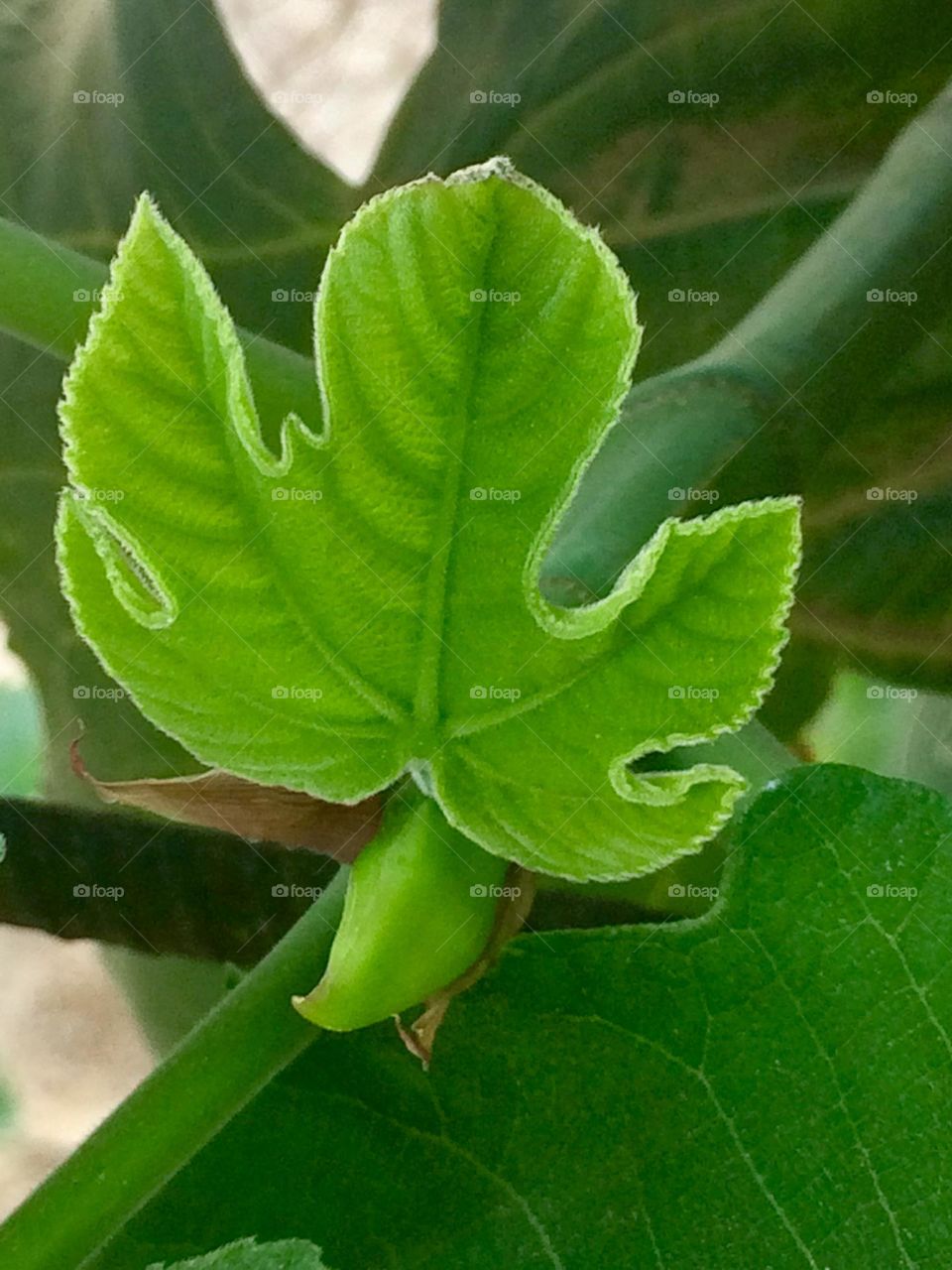 Leaf of fig tree