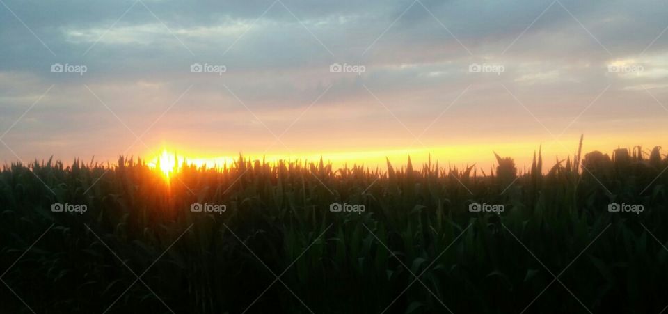 corn. sunset
