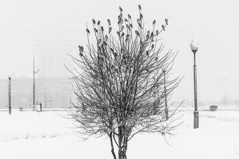 Winter tree with a lot of birds