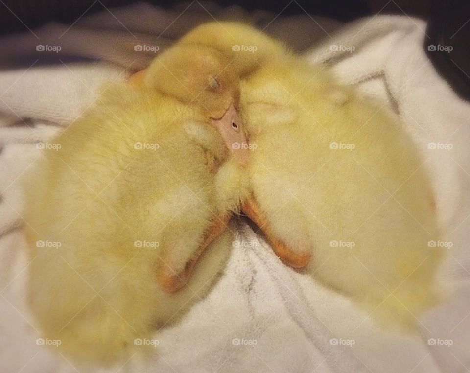 Snuggling ducks 