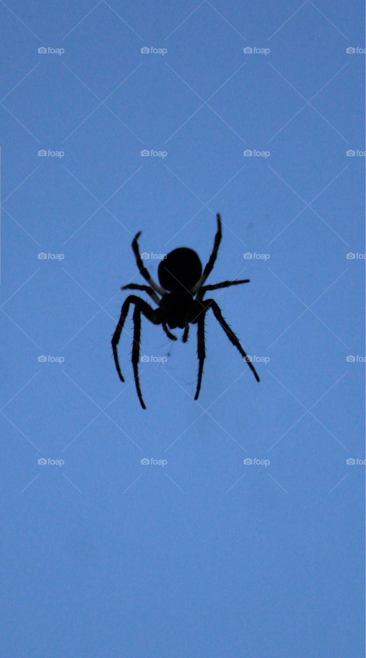 spider