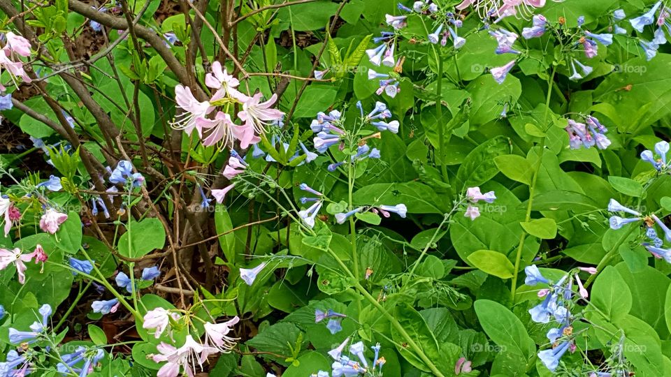 pink and blue flower bells