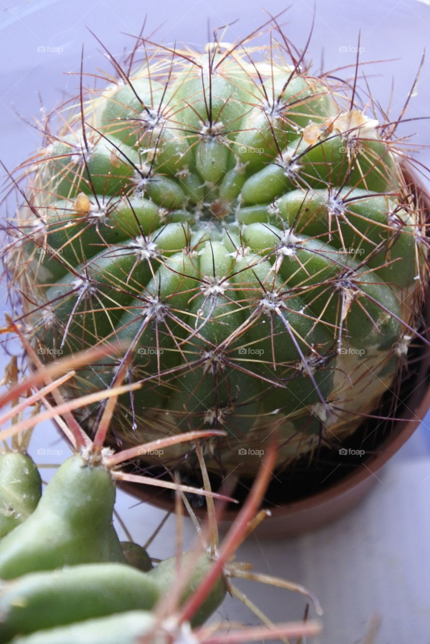 cacti cactus close up