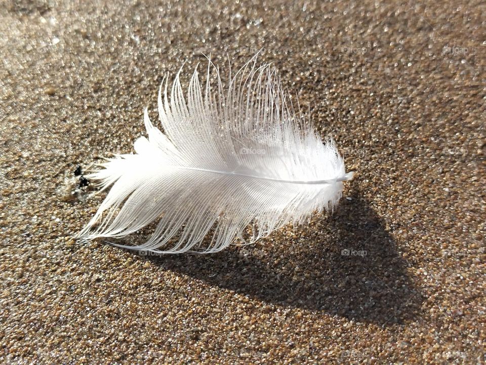 Feather in the sand beach