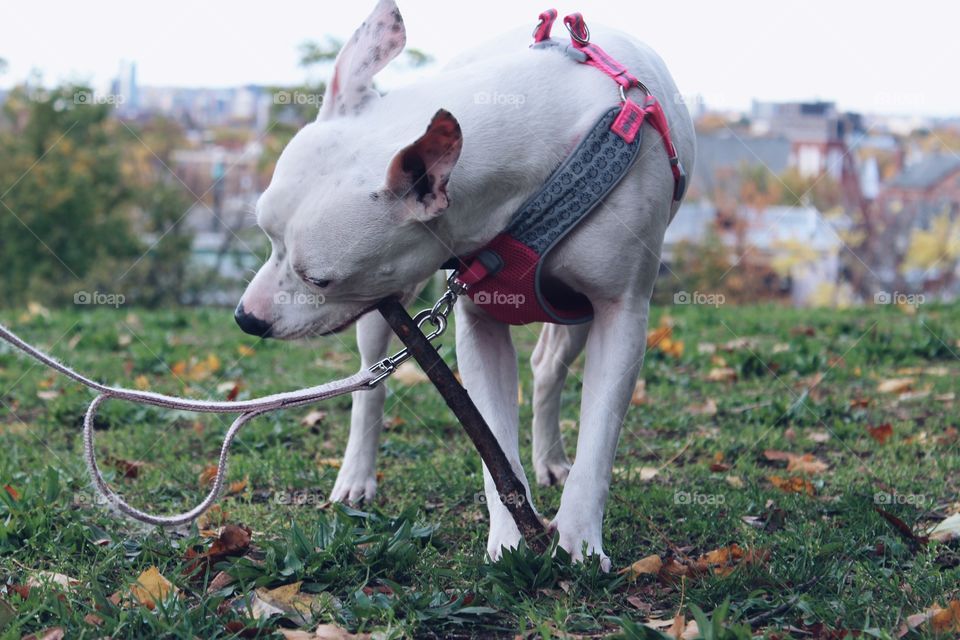 Little Sydney playing fetch on our walk 