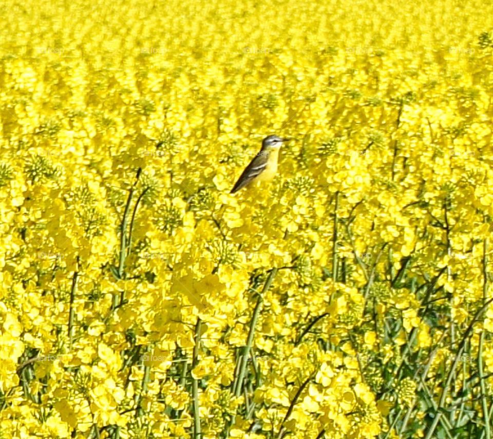 Yellow wagtail in yellow field