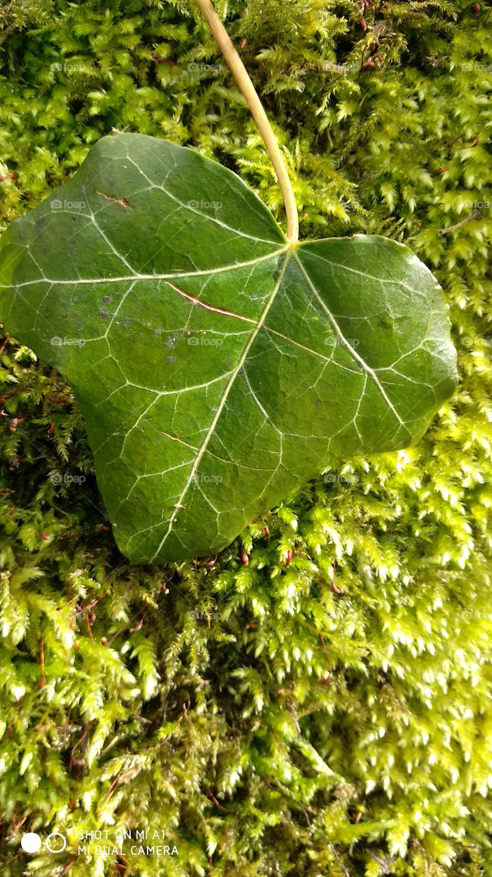Leaf on Moss