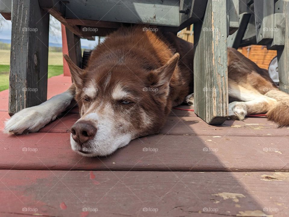 Dog Soaking up the Sun Rays