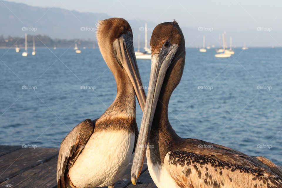 California Pelicans