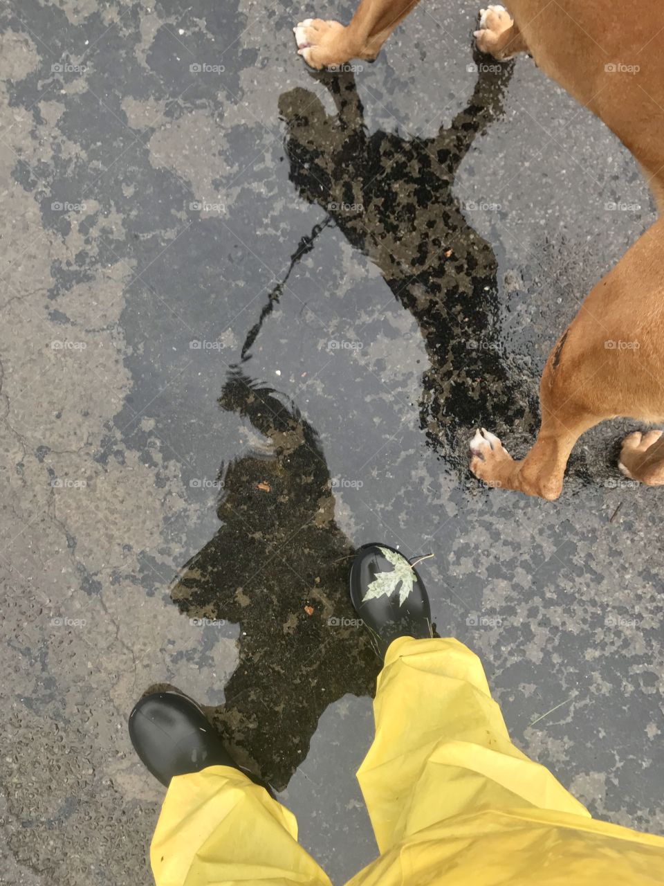 Walking my dog in the rain, selfie, shadow