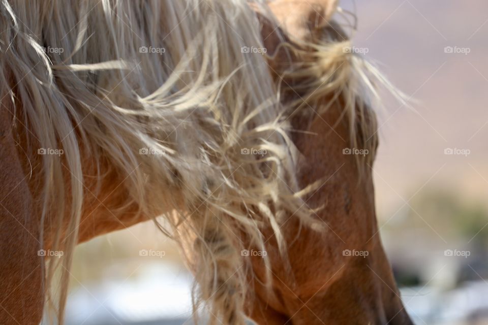 Wild Palomino Mustang Stallion Blonde knotted mane blowing in the wind 