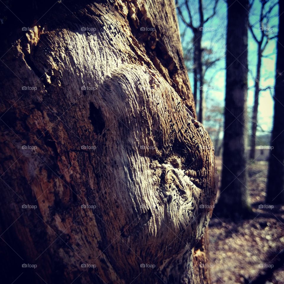 up close of an old tree losing it's bark on a crisp winter morning