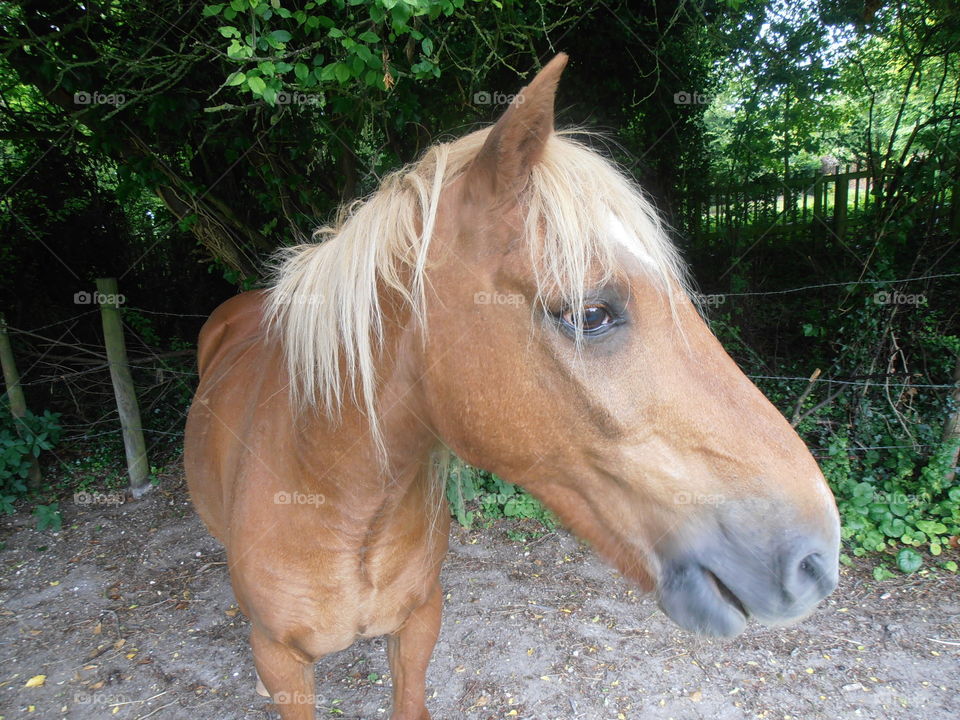 A Blond Horse Up Close