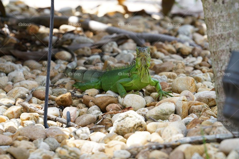 Reptile’s in my garden