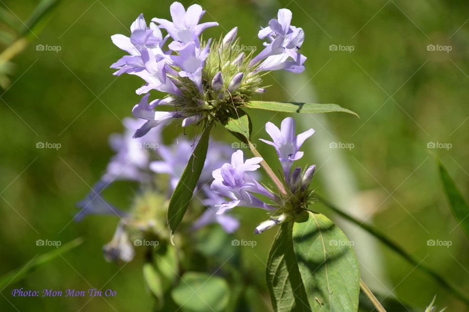 Flower in the jungle