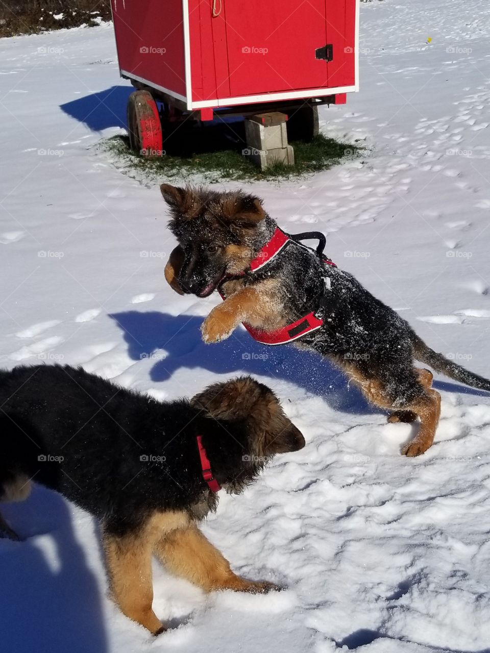 German shepard puppy mid tackle with his sibling