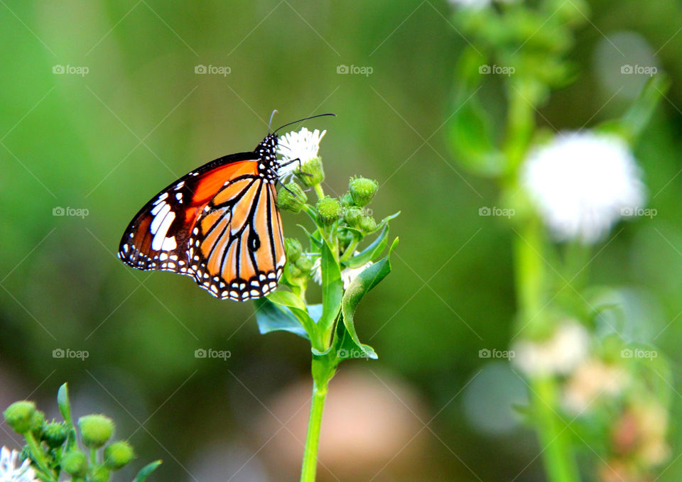 nature macro color butterfly by mathsonlee