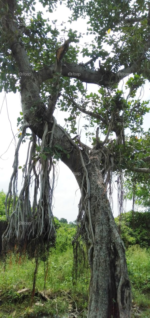 tree of bargad