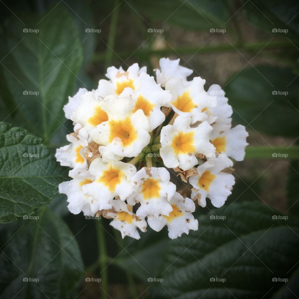 🌼 #Flores do nosso #jardim, para alegrar e embelezar nosso dia!
#Jardinagem é um ótimo #passatempo!
🌸 🌹
#FOTOGRAFIAéNOSSOhobby
#flor #flowers #flower #pétalas #garden #hobby #natureza #nature #flora #photography #fotografia #lantana