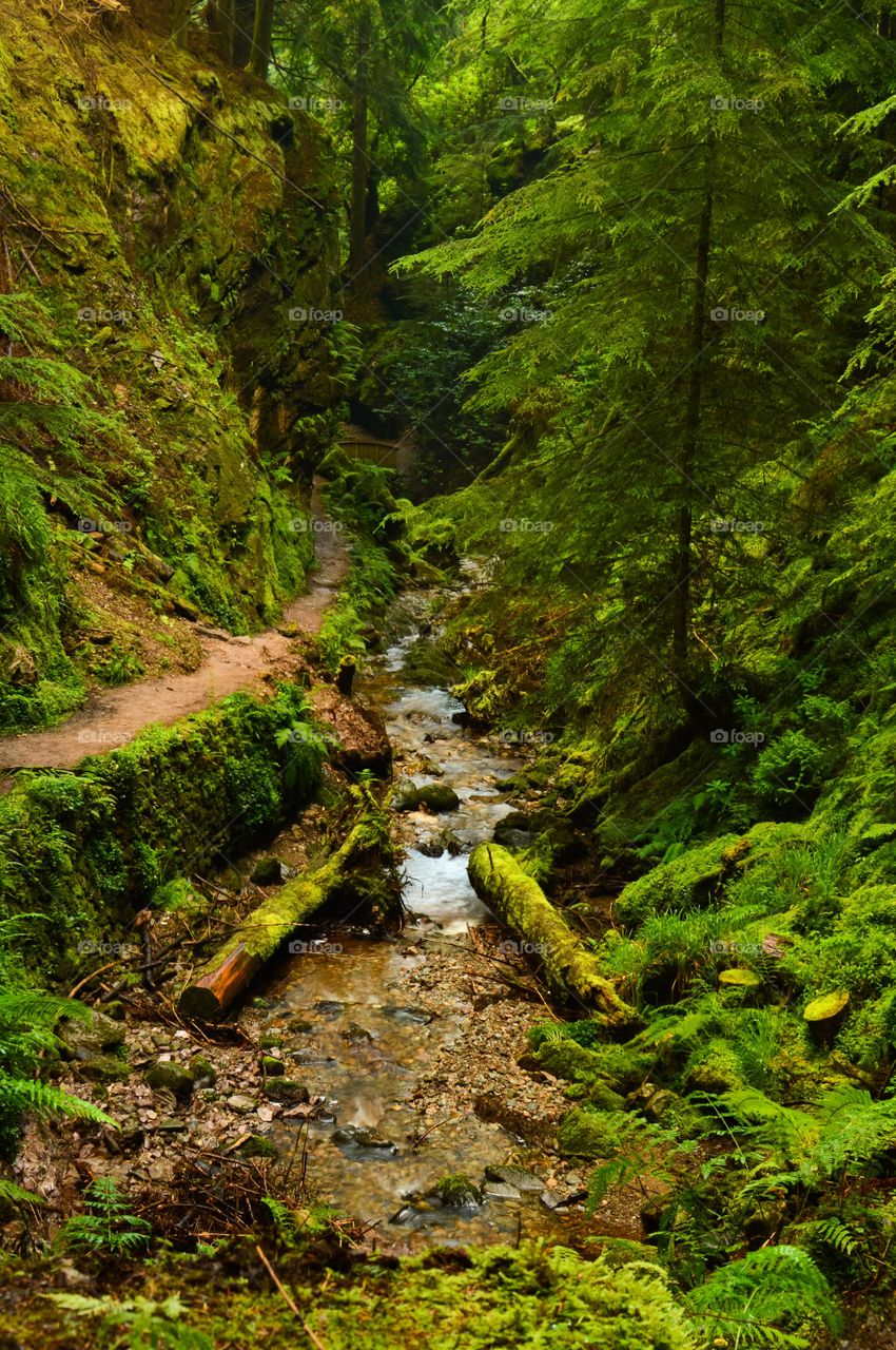 High angle view of forest