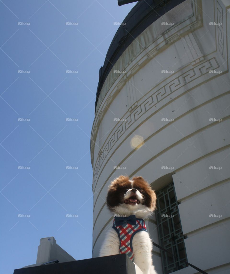 Pom at Griffith Observatory. Playing tourist with our pomeranian, Pumpkin.