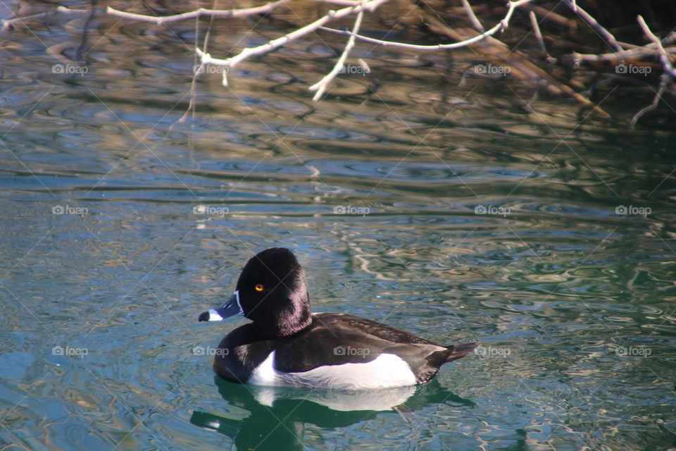 Ring-necked Duck in the Water