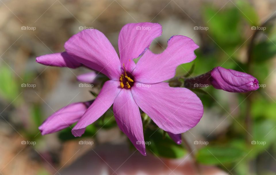 pink flowers